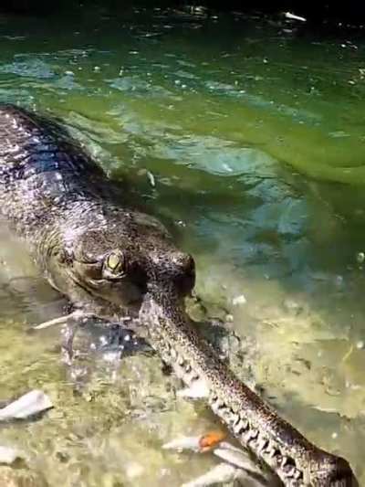 Gharial
