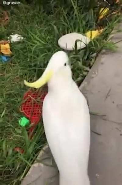 Cockatoo