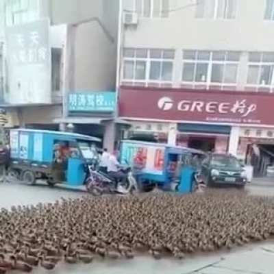Duck crossing