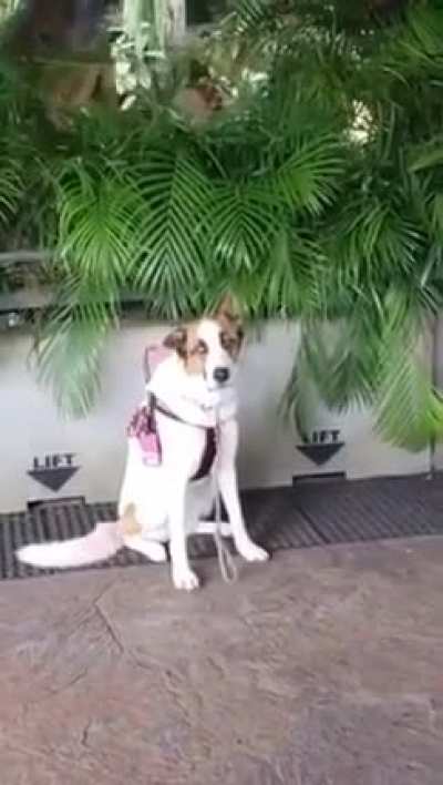 O cachorro ta fodase