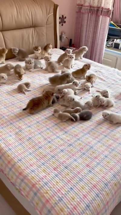 Cute cats 😍😍❤️