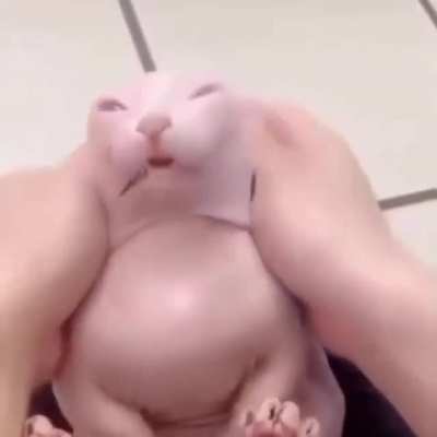 gato pelón :)