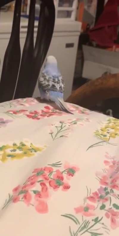 IKEA bird is that you?