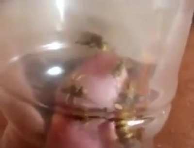 This Beekeeper's AMAZING Technique and Skill😱😱😀😀 (Must Watch‼️)