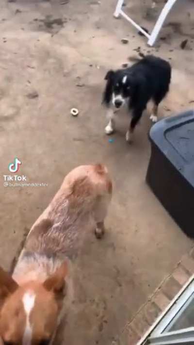 You’re not my dog