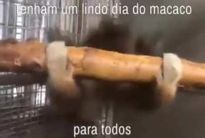 Feliz dia do macaco galerita