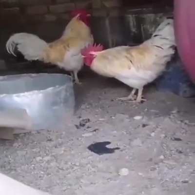 🐓