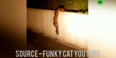 Animals saving each other. Source - funky cat youtube (check comments for full video) .