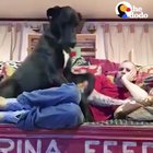 if it fits i sits