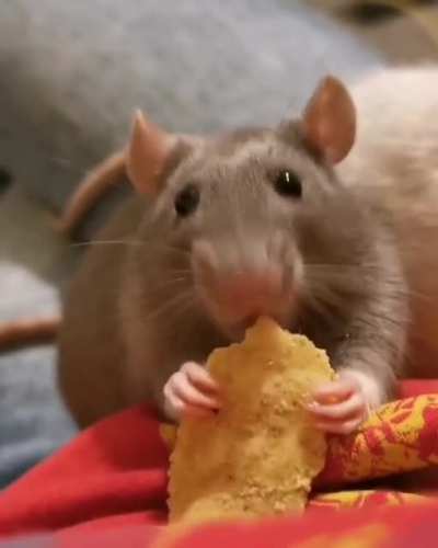 Porcini