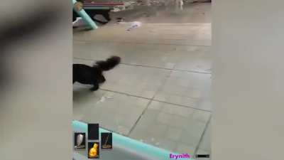 It’s a rat