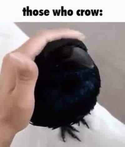 Those who crow: