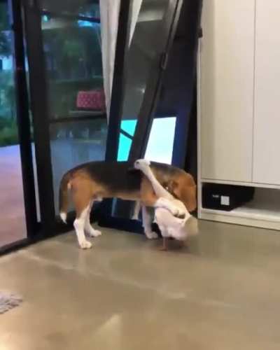 Duck and Dog are very good friends