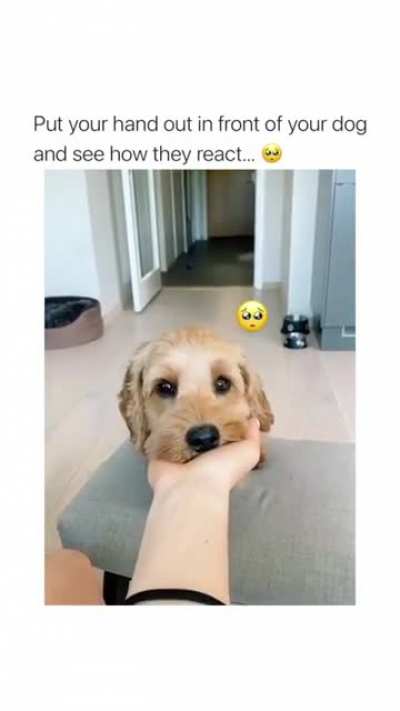 woof_irl