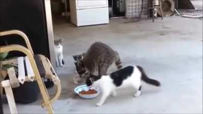 Racoon Teaches Cat's a Trick