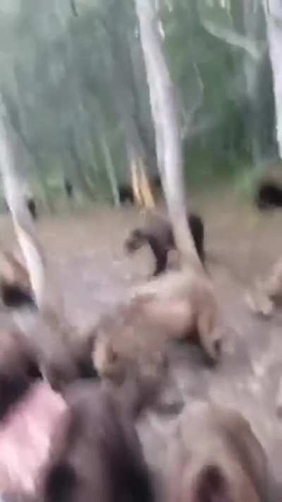 Как тарак<wbr>аны
