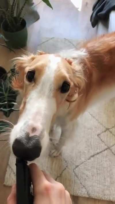 Ardbark