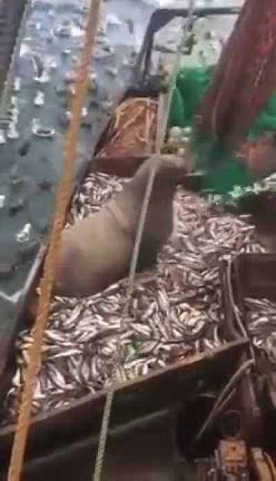 that’s a lot of fish