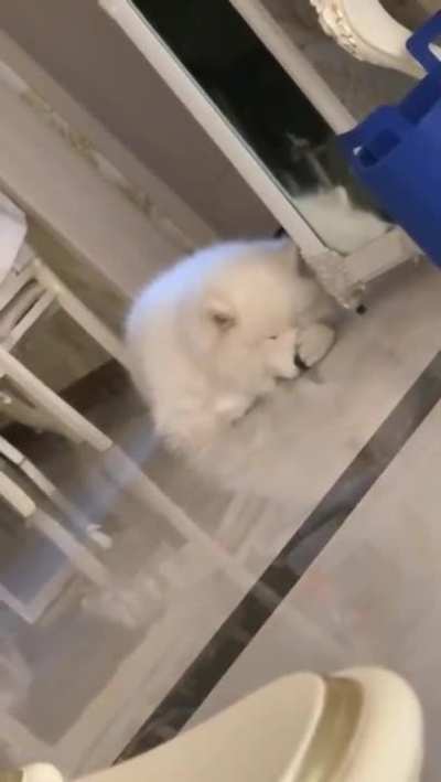 Seems everyone's doing something. Might as boop his own snoot.
