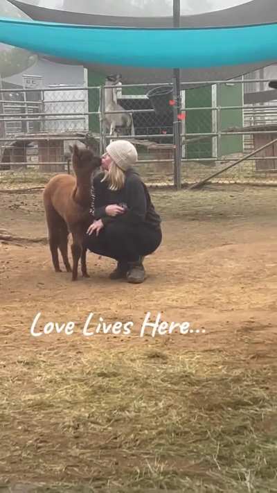 Love Lives Here