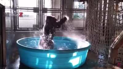 Zeke in the bath