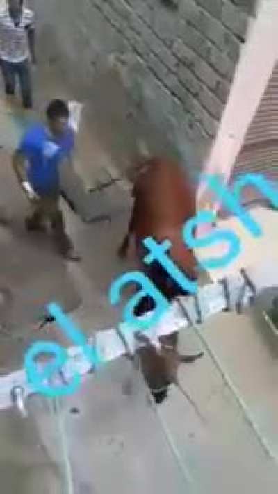 Animal abuser gets it back