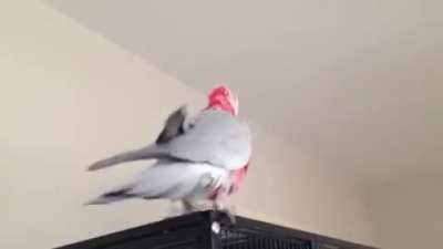 bird scream