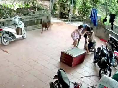 Boa Constrictor bites man in the face