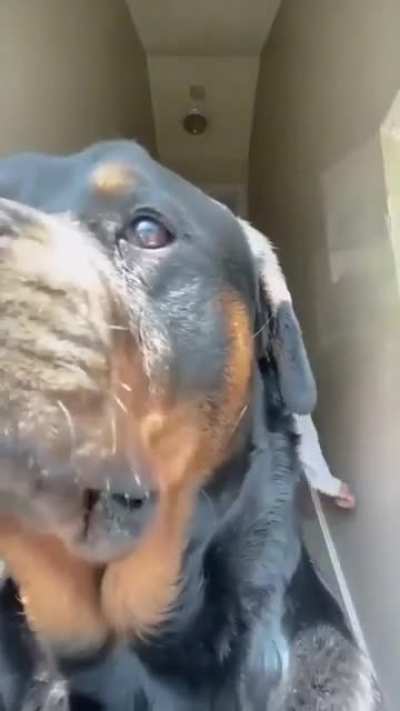 cool dog
