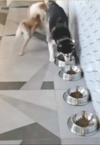 My dog people need me!