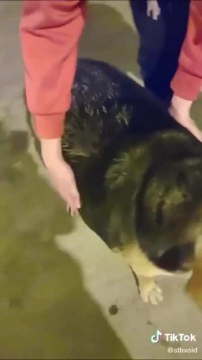 Perro guaton