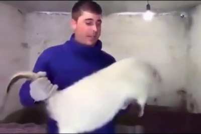 Giant Rat.