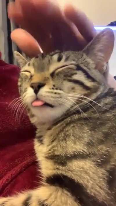 My cat says “😛”