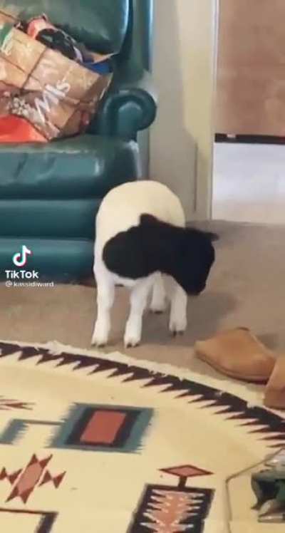 What are you doing in the house?