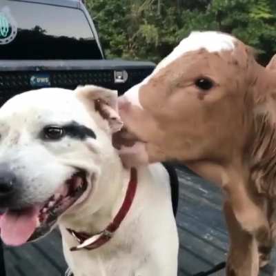 Mutual affection