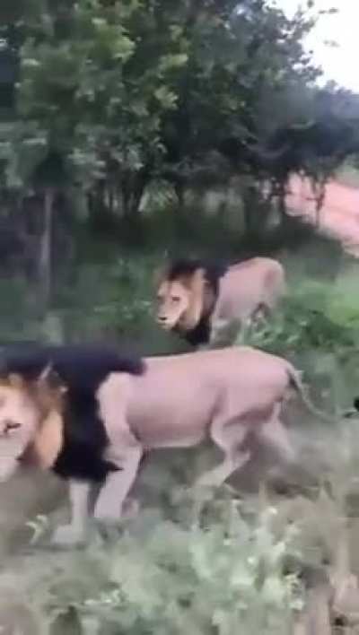 🔥 So does that make rhino the king of the jungle then?