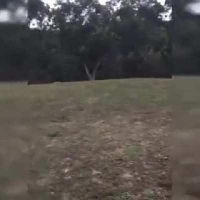 Kangaroo at someone's window