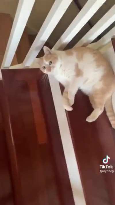 Spilt the cat all over the stairs