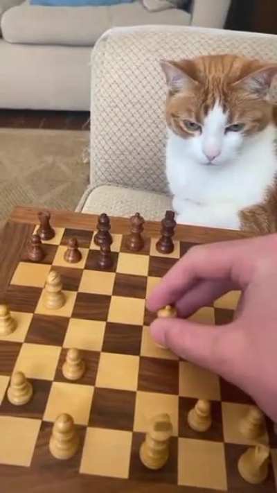 Life as a Chess Player