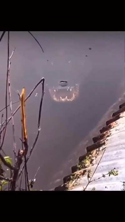 That's a huge fish