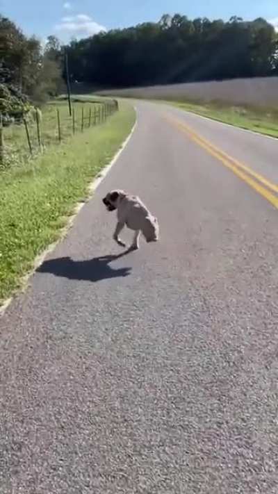 Ever seen a dog with 2 legs walking perfectly fine? So strong 💪