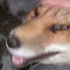 Fox laughter