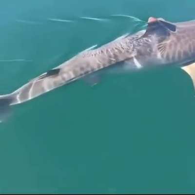 shark