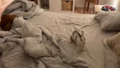 Heard strange noises from the bedroom ans saw binky bunnies in action
