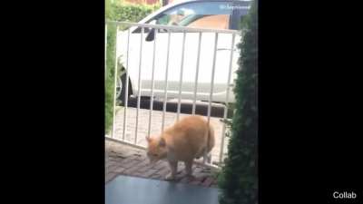 cat mad