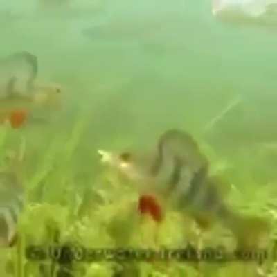 Fish (hope this isnt a repost)