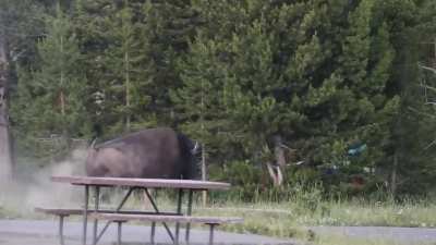 A tourist was seriously injured after a bison tossed them about 8 feet into the air in Yellowstone National Park