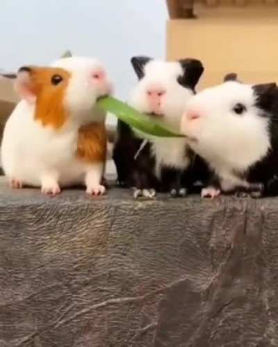 Om nom nom nom