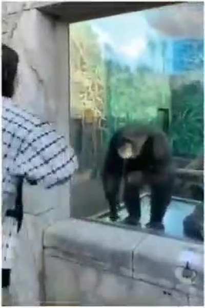 Which one is Chimpanzee?
