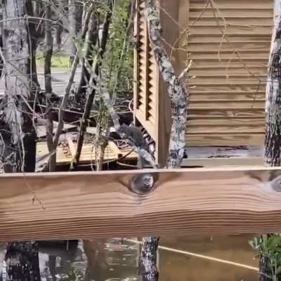 Squirrel survives Hurricane Sally, only to get eaten by a heron...